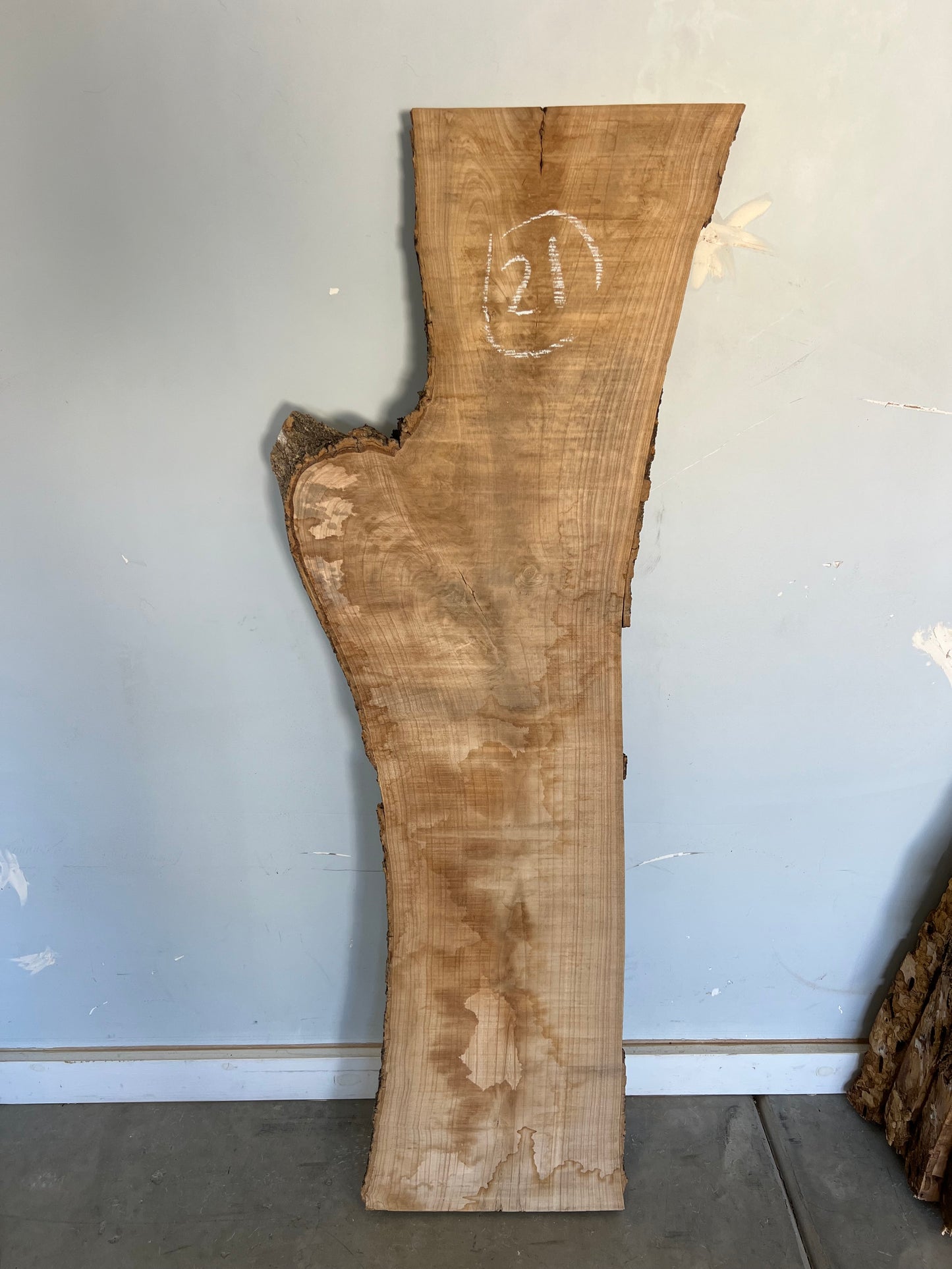 Live Edge Ash Slab 50" (21)