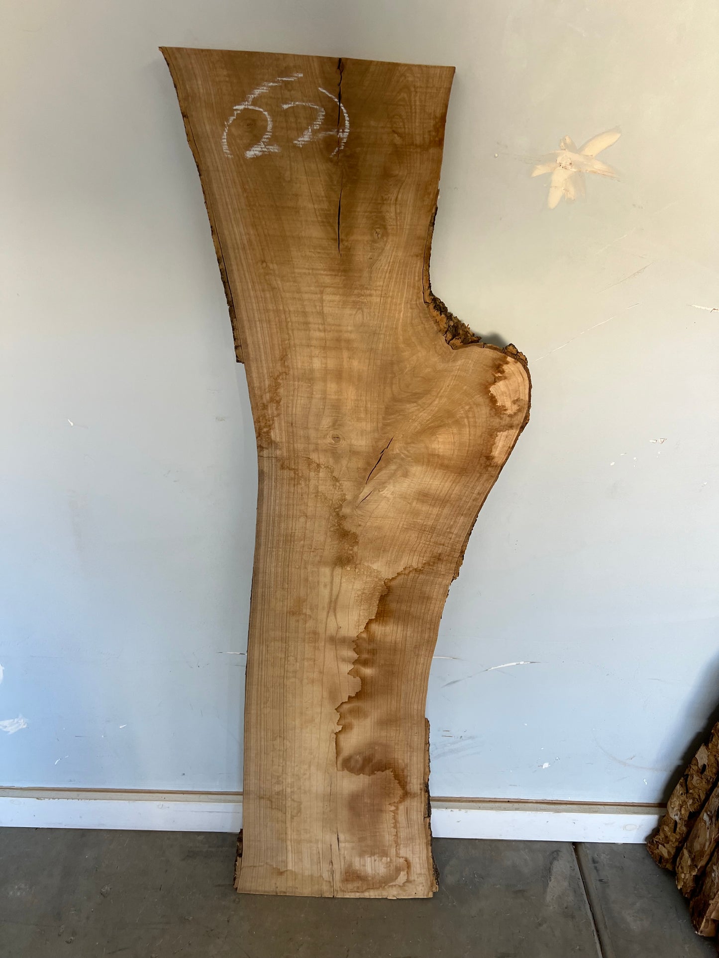 Live Edge Ash Slab 50" (22)